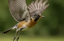Flying Bird