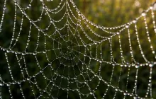 Spider Web