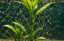Aquatic Plant