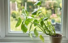 Leaning Plant