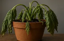 Drooping Plant