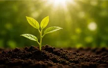Green Plant