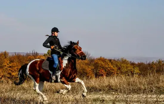 Racehorse