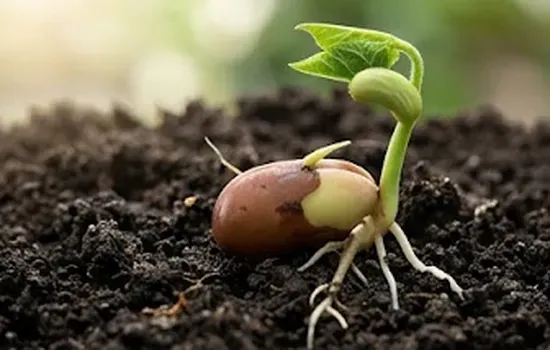 Sprouting Seed