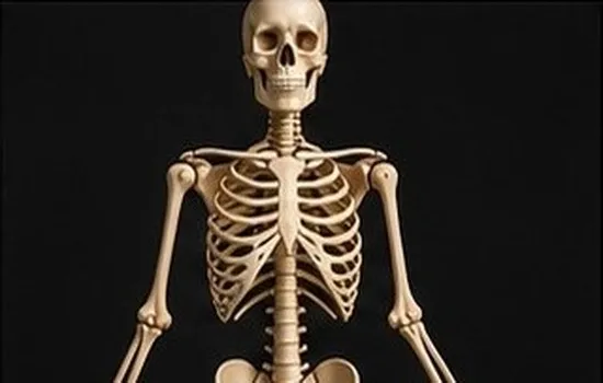Human Skeleton